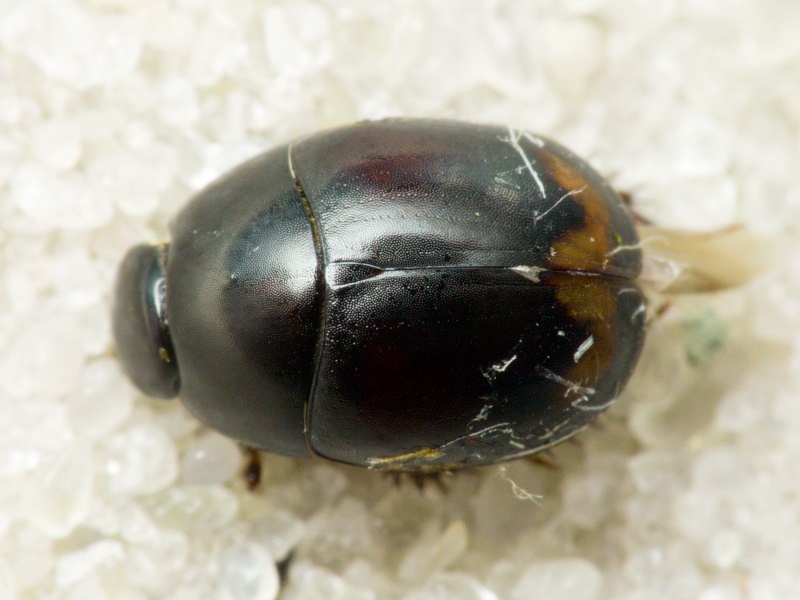 Hydrophilidae LatreiIle, 1802